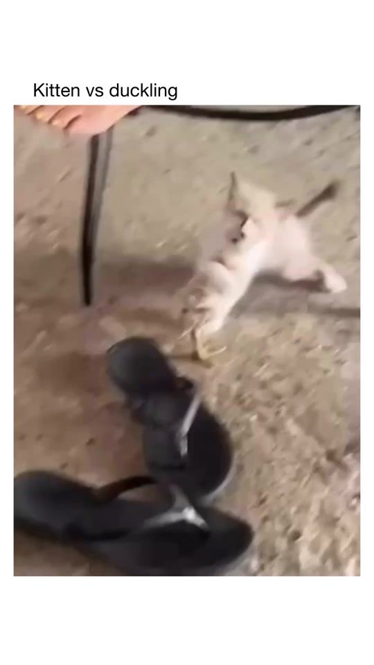 TikTok video thumbnail by sovjetanimals