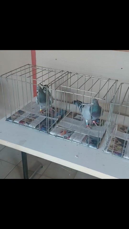 TikTok video thumbnail by titirigaionut