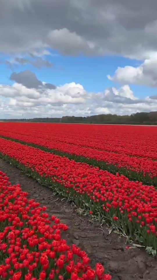 TikTok video thumbnail by snoopy._bxl