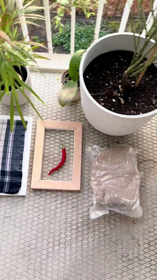 TikTok video thumbnail by simplybotanical