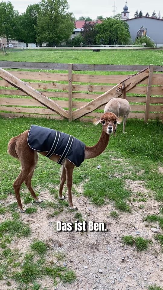 TikTok video thumbnail by tre_alpacas
