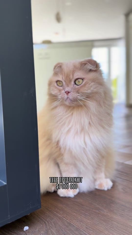 TikTok video thumbnail by tanja_mareev