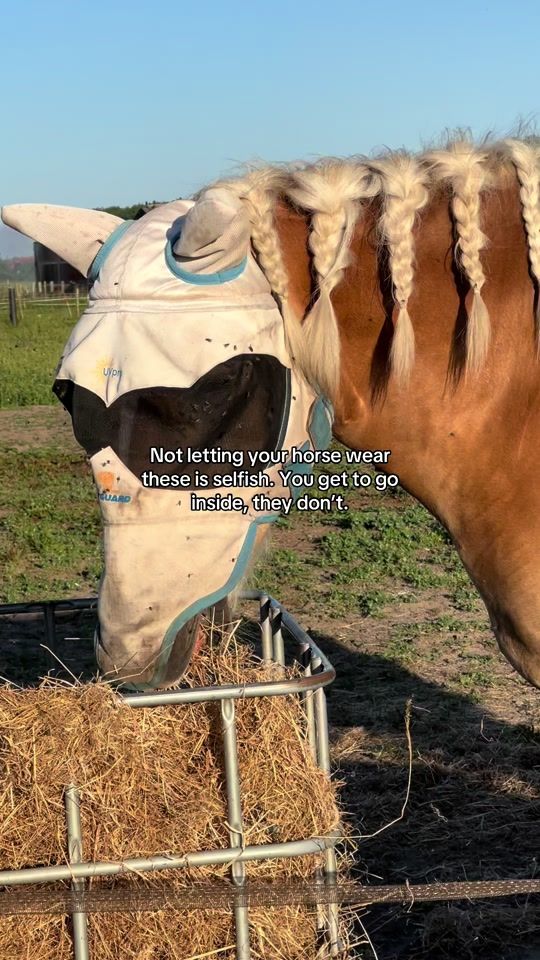 TikTok video thumbnail by bodhihorseman