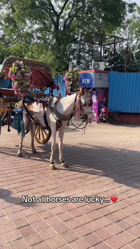 TikTok video thumbnail by equi.jcf