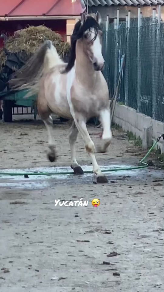 TikTok video thumbnail by josejimenezfuentes