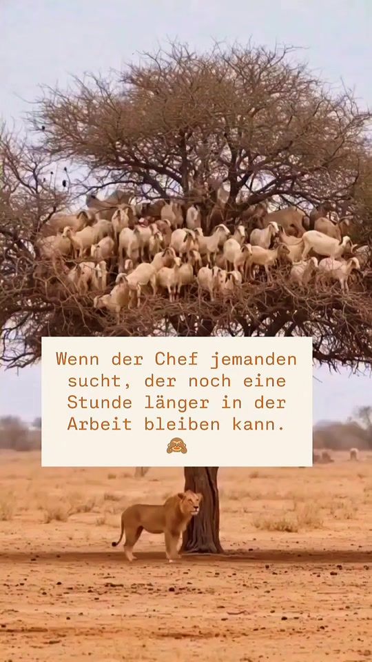 TikTok video thumbnail by lasy1993