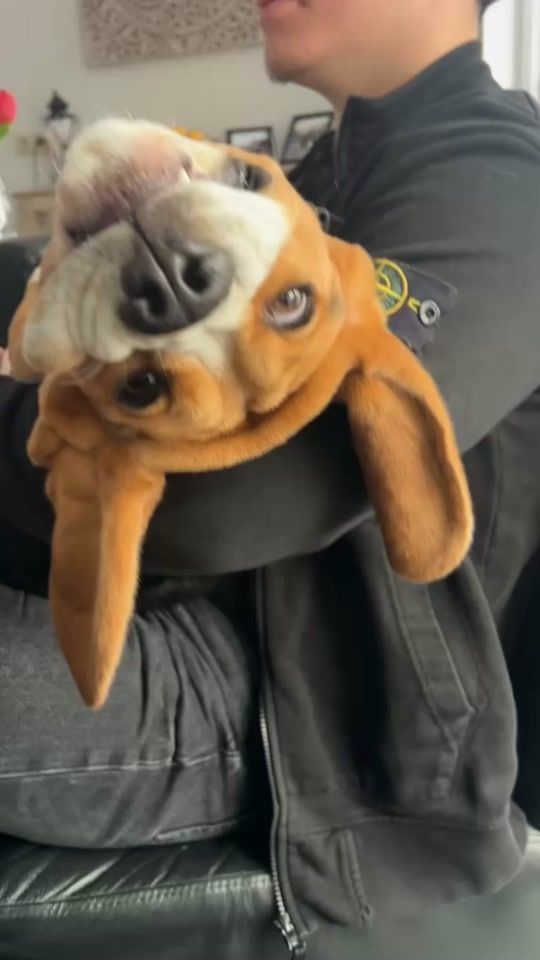 TikTok video thumbnail by pepperthebeagle0