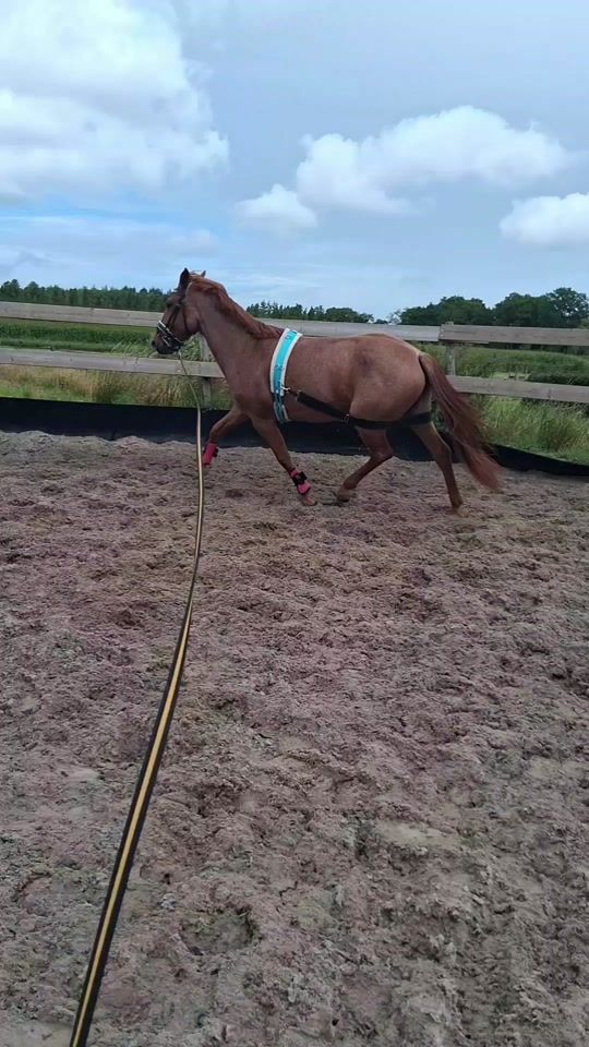 TikTok video thumbnail by equi.cynthia