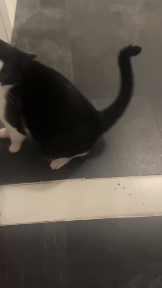 TikTok video thumbnail by lucc_vdb