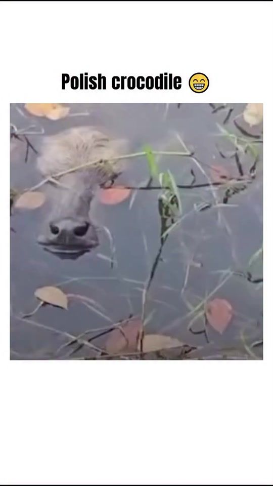 TikTok video thumbnail by shortselpatron