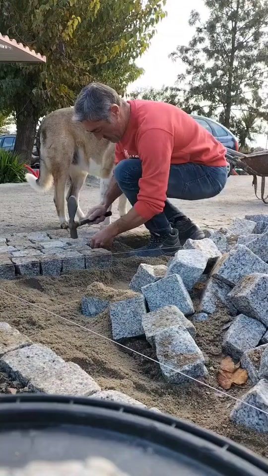 TikTok video thumbnail by gambinhas78elvas