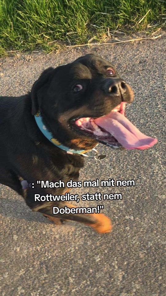 TikTok video thumbnail by littledogsecrets