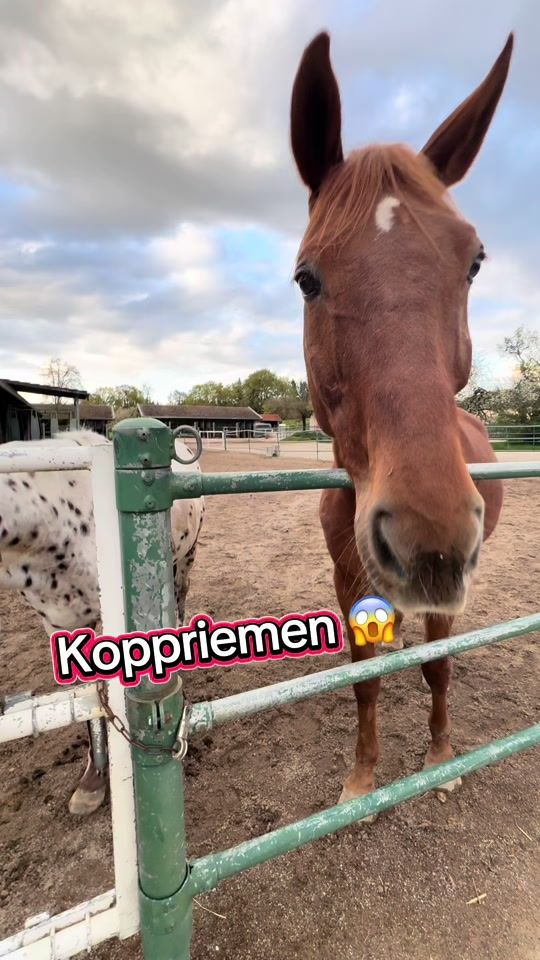 TikTok video thumbnail by juliaundinfante