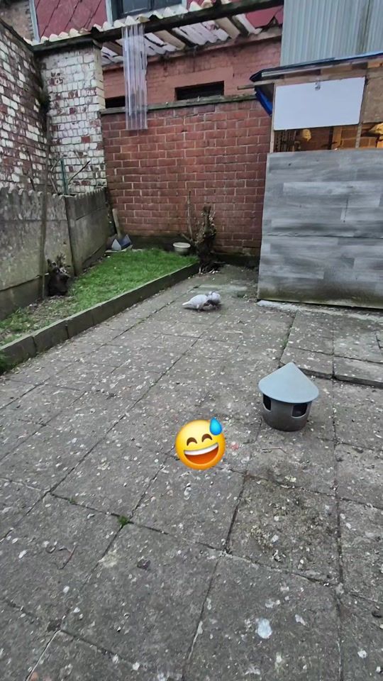 TikTok video thumbnail by gsanaosman