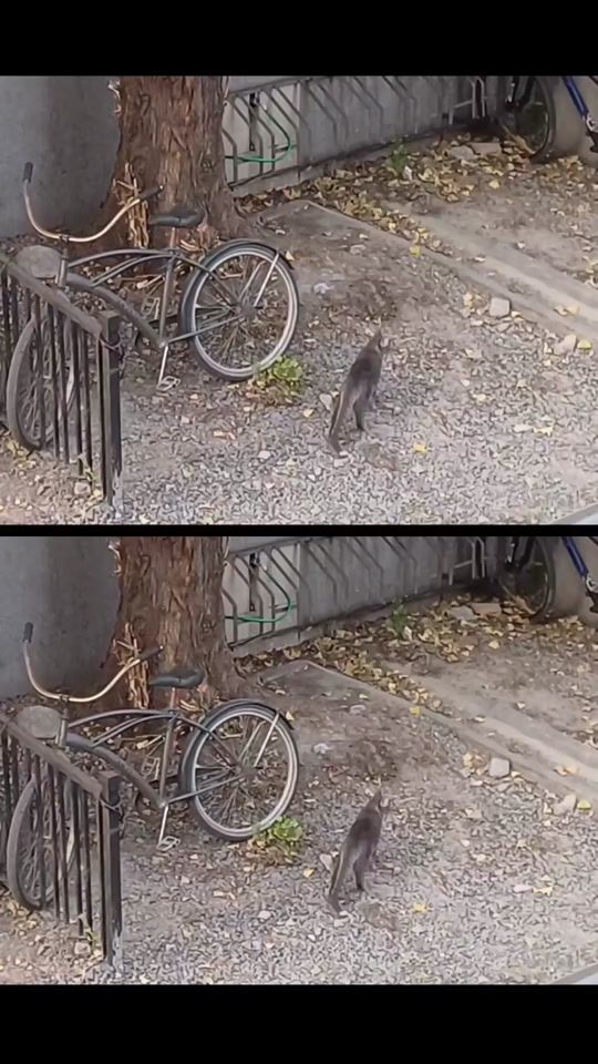 TikTok video thumbnail by cozycatsdaily