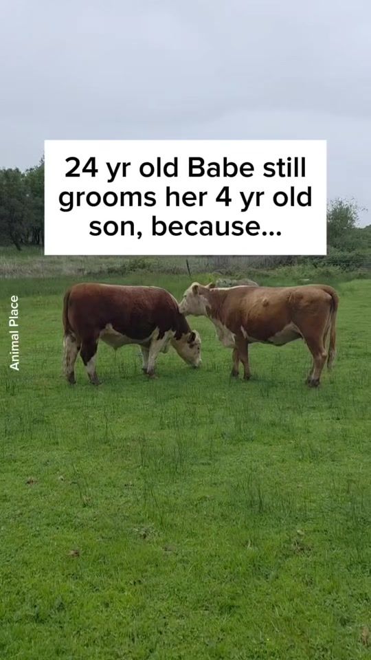 TikTok video thumbnail by vegan.f.t.a