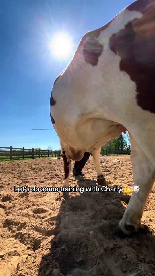TikTok video thumbnail by de_koh_fruend