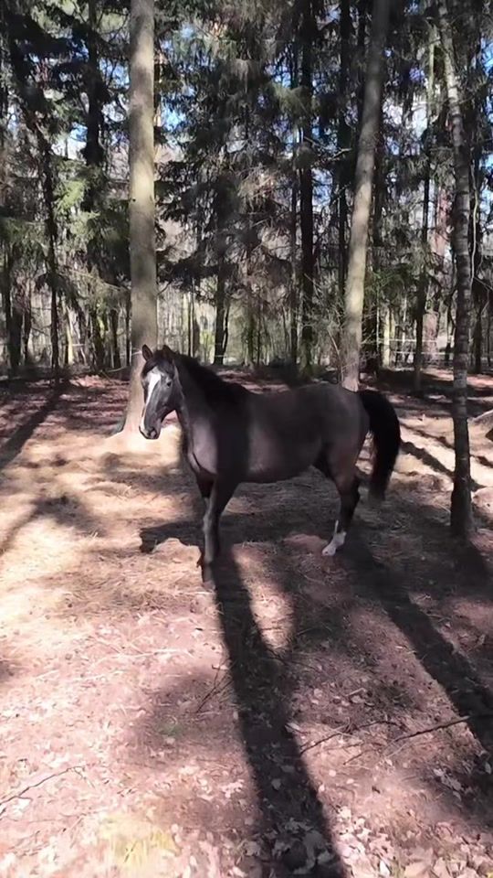 TikTok video thumbnail by schiray