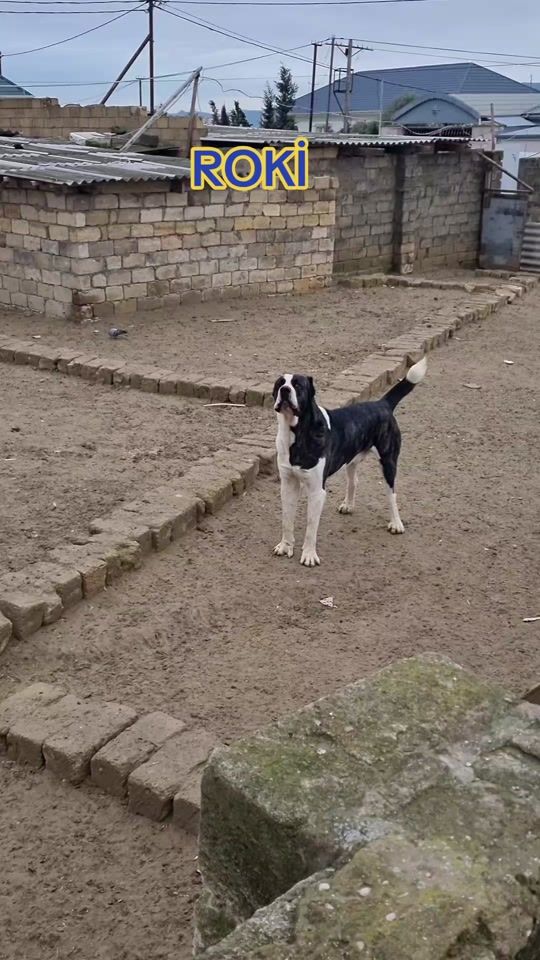 TikTok video thumbnail by abbass.546