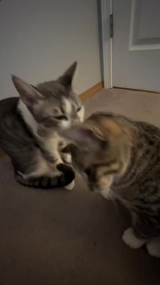 TikTok video thumbnail by nsfn6324tth