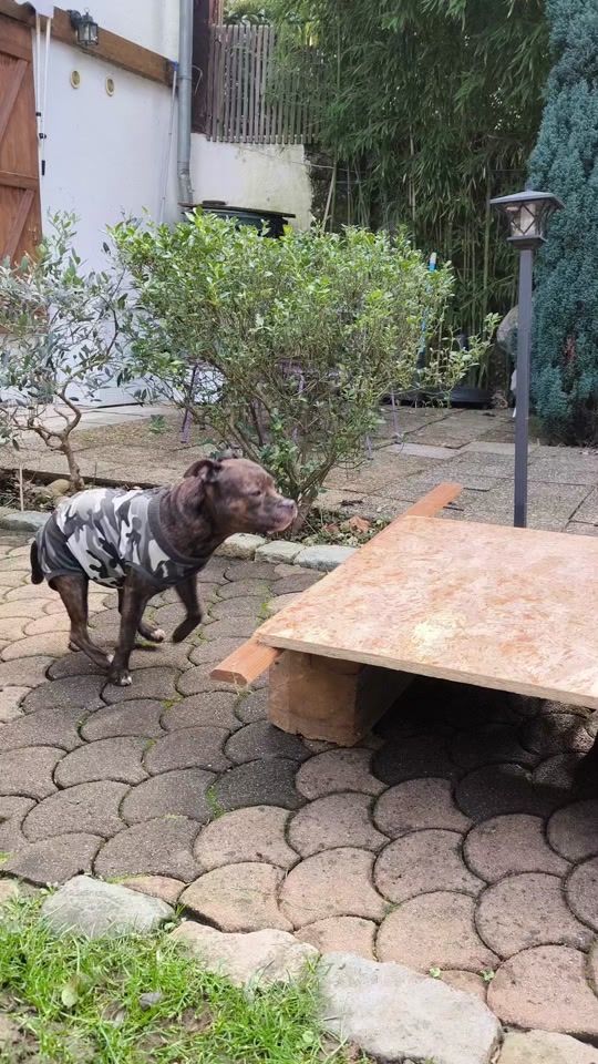 TikTok video thumbnail by noia.staffy