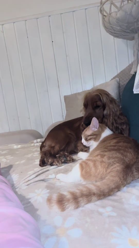 TikTok video thumbnail by zivanarudan