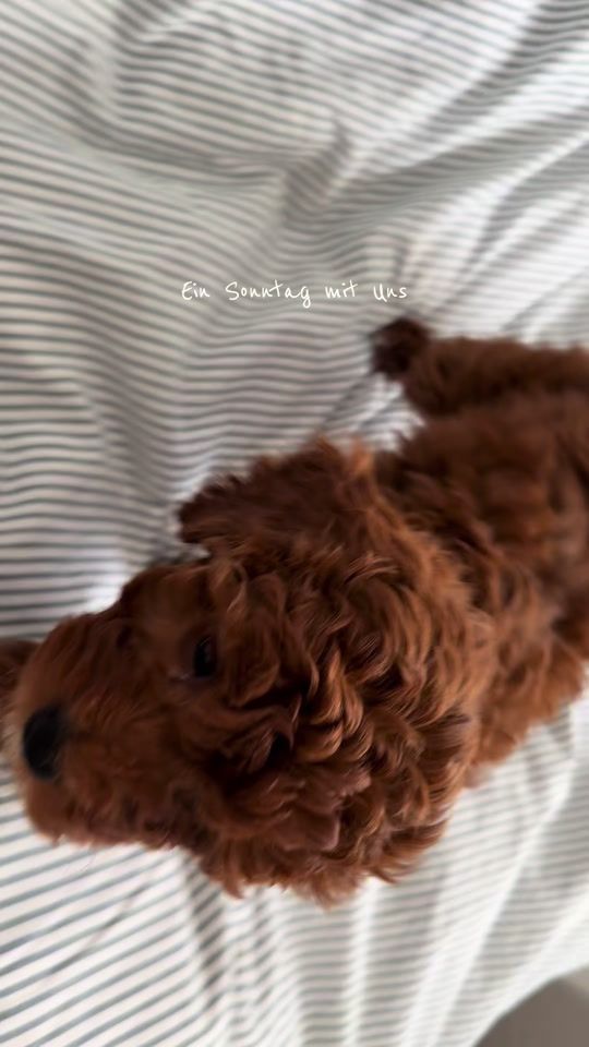 TikTok video thumbnail by chrischi_sch