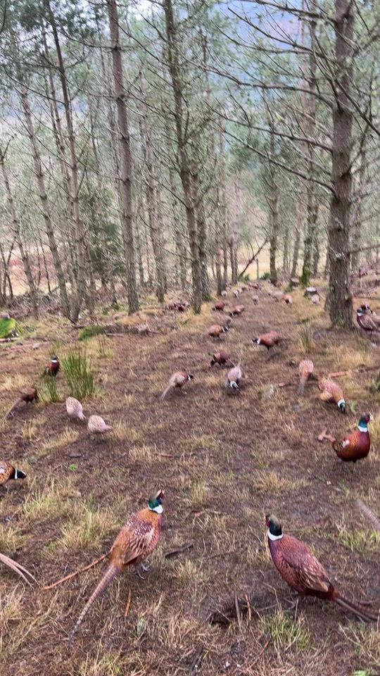 TikTok video thumbnail by craig_game.keeper