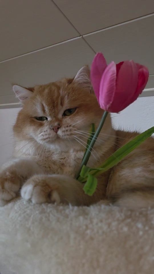 TikTok video thumbnail by juliacatbritish