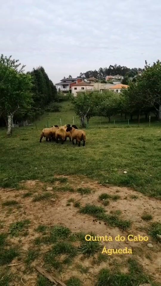 TikTok video thumbnail by quintadocabo