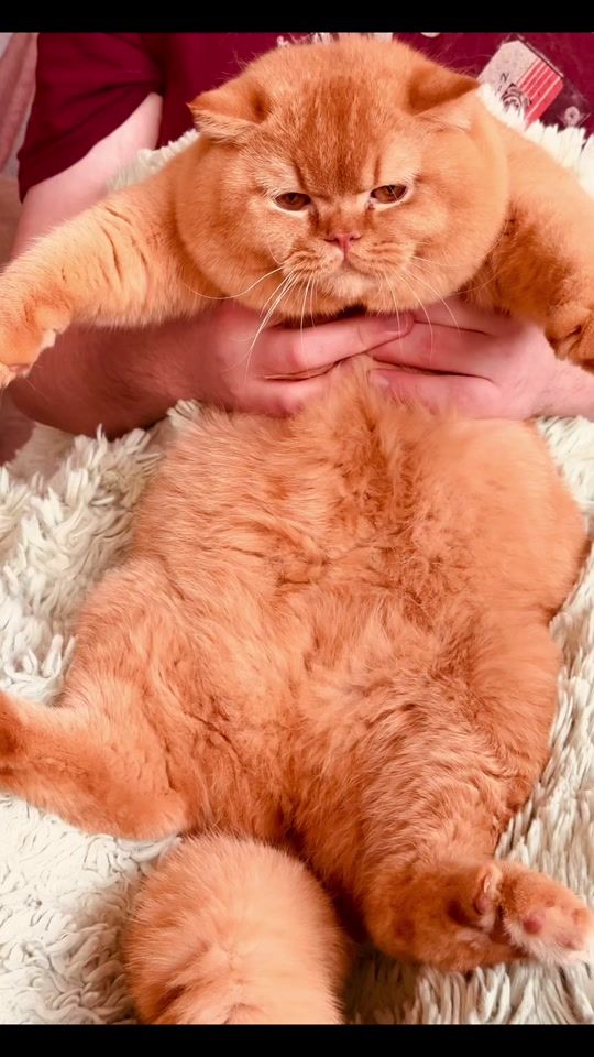 TikTok video thumbnail by jayas_cats