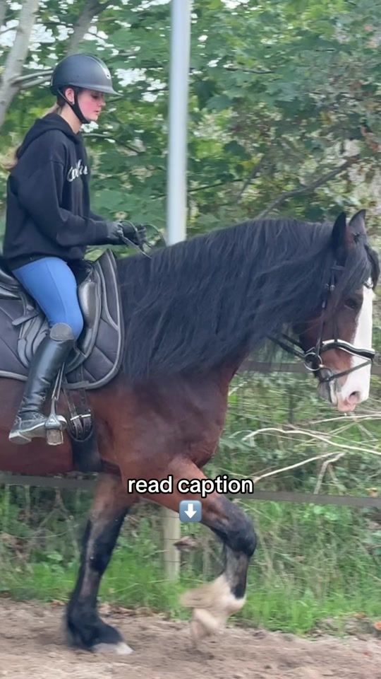 TikTok video thumbnail by veerlestofferhorses