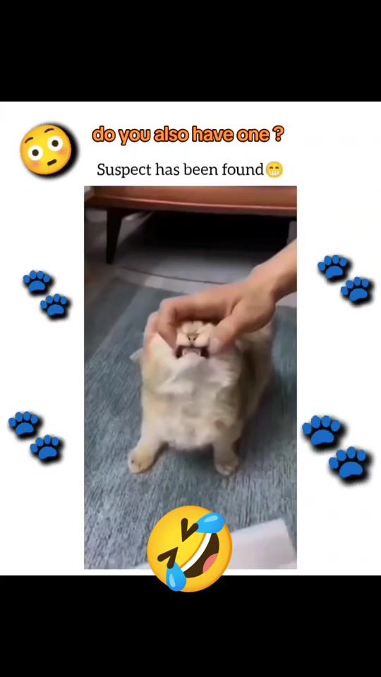 TikTok video thumbnail by catology18