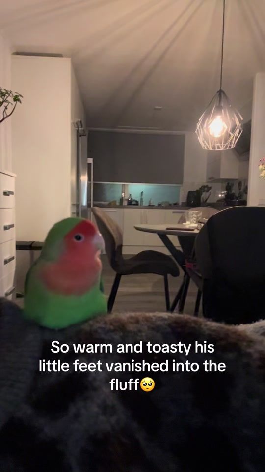 TikTok video thumbnail by milo_thebirb