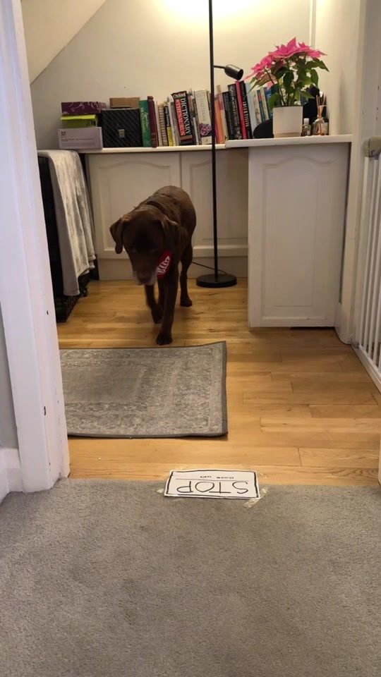 TikTok video thumbnail by good.boy.ollie
