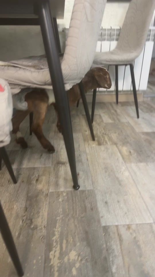 TikTok video thumbnail by katyshakoks