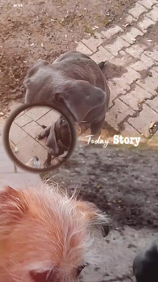 TikTok video thumbnail by dieherzpfoten