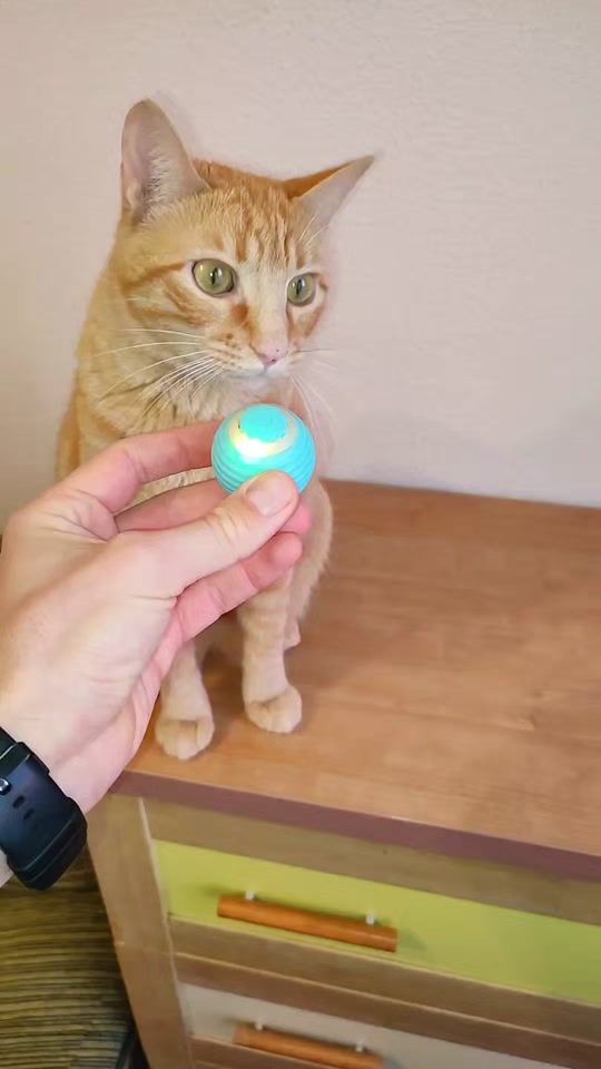 TikTok video thumbnail by _animals_house_tv