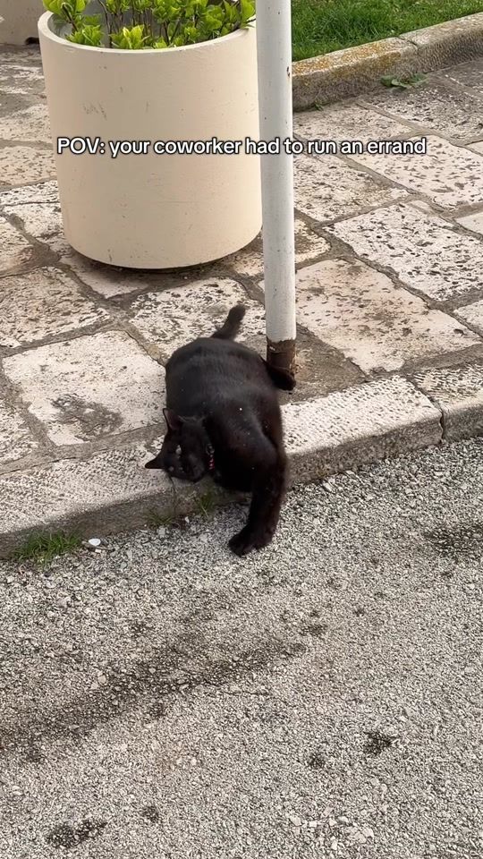 TikTok video thumbnail by streetcatsofkorcula