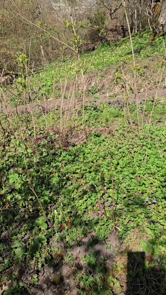 TikTok video thumbnail by donajelena