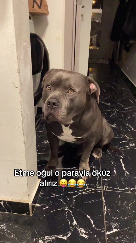 TikTok video thumbnail by tyson_memoly79
