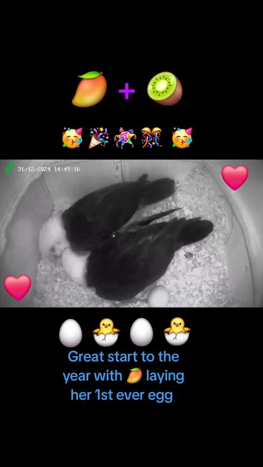 TikTok video thumbnail by paulconnor10