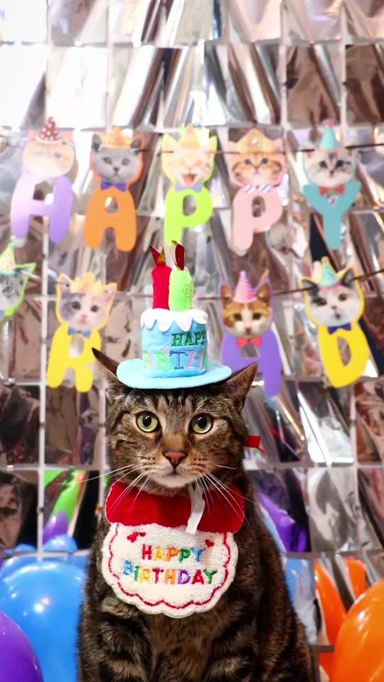 TikTok video thumbnail by liam_the_everyday_cat