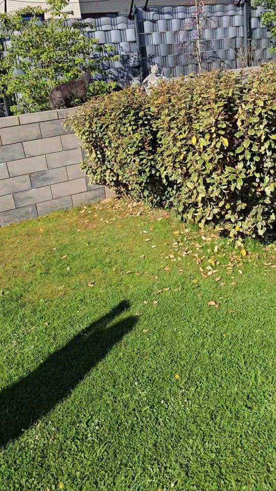 TikTok video thumbnail by apollo_und_cosmo