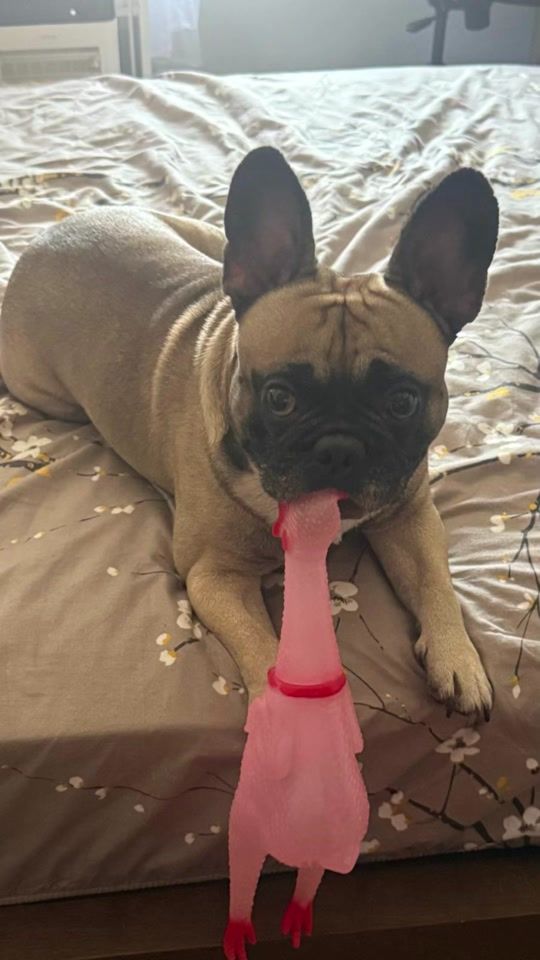 TikTok video thumbnail by ysvsilva