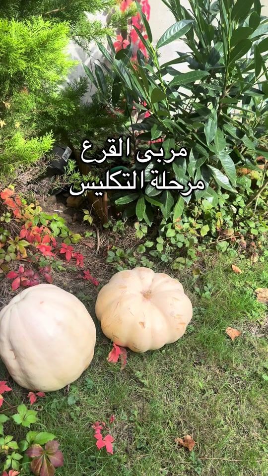 TikTok video thumbnail by nivinekitchen