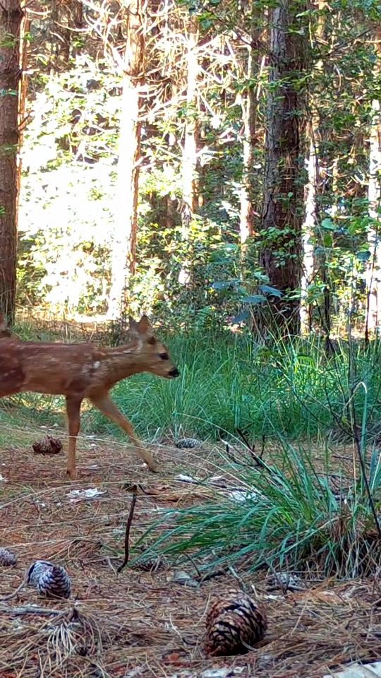 TikTok video thumbnail by onceuponaforest