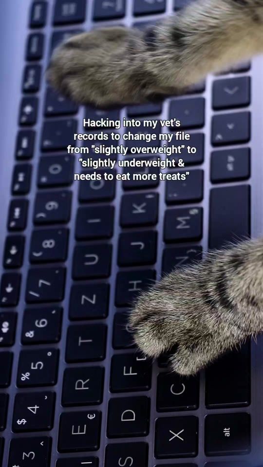 TikTok video thumbnail by liam_the_everyday_cat
