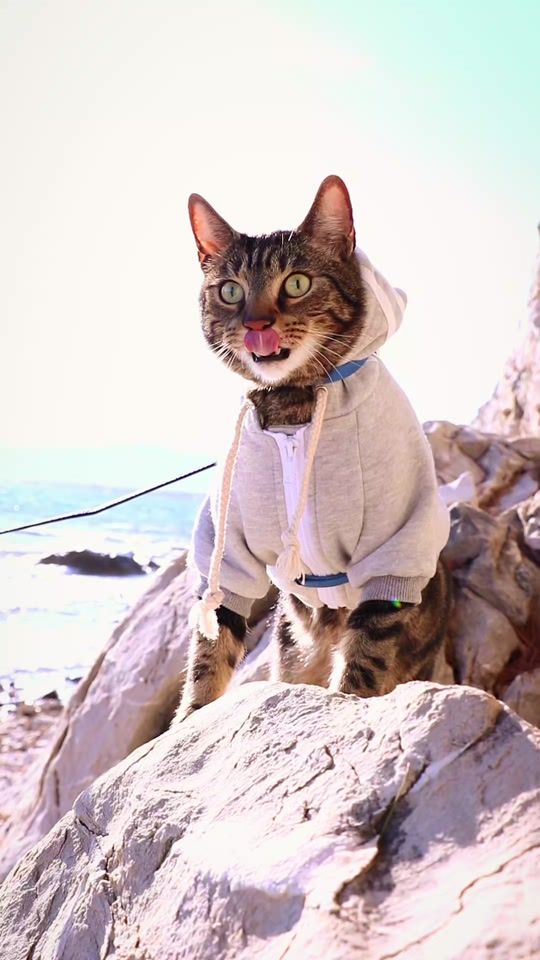 TikTok video thumbnail by liam_the_everyday_cat