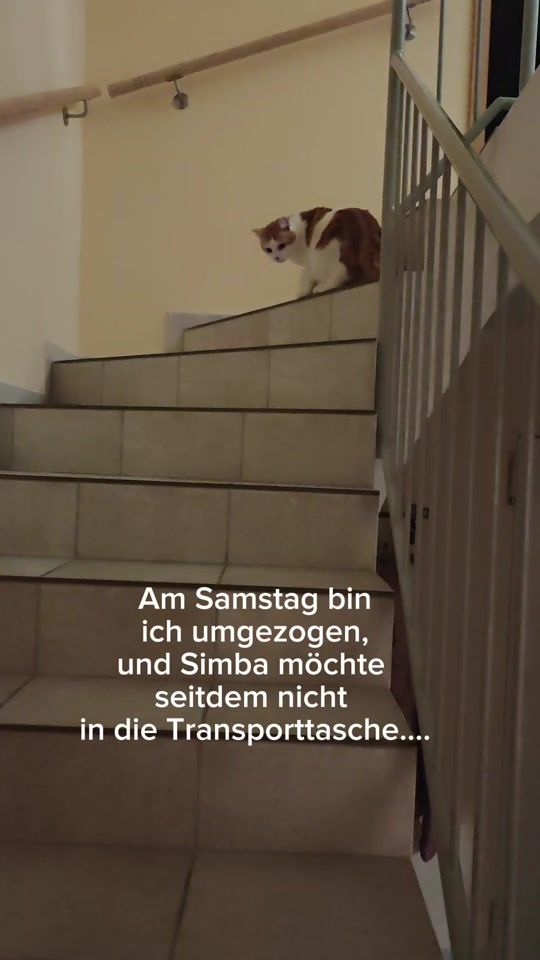 TikTok video thumbnail by sunny_love_cats